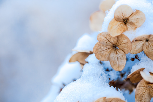 Christmas, winter background with frosty boxtree. Macro shot