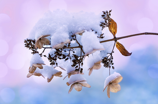 Dry flowers of hydrangea covered by snow. Beautiful bokeh. Toned image.