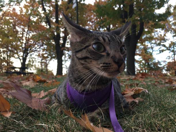 istock Kitten during Sunrise in November in Kearny, NJ. 1439310980