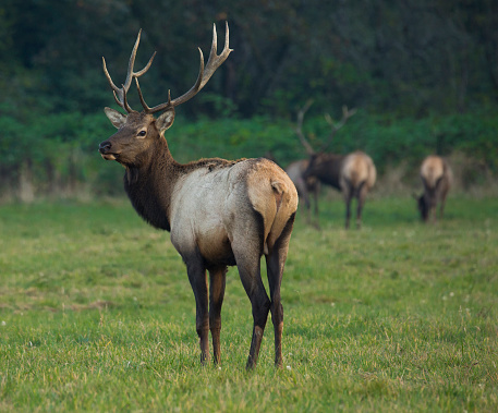 Beautiful Roosevelt elk bull in North Bend, WA