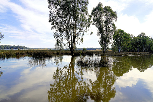 Barmah Lake in flood time in the Northern Country
