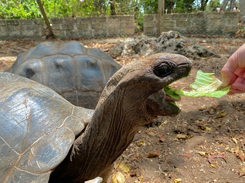 A giant tortoise opens its mouth wide in order to eat a lettuce leaf. Shot on Prison Island (Changuu), Zanzibar, Tanzania.