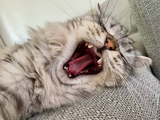 istock A Sleepy Cat, Yawning 1439318827