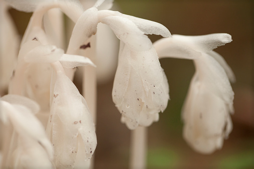 Beautiful bunch of white ghost pipes (Monotropa uniflora) against a blurry background. Group of Monotropa uniflora plants in the woods.