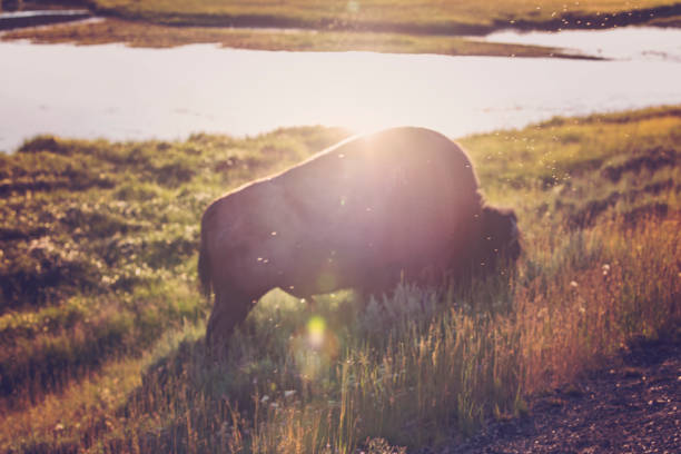 Bison in Yellowstone National Park