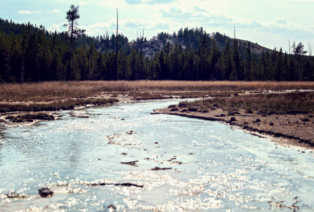 Stream in Yellowstone National Park