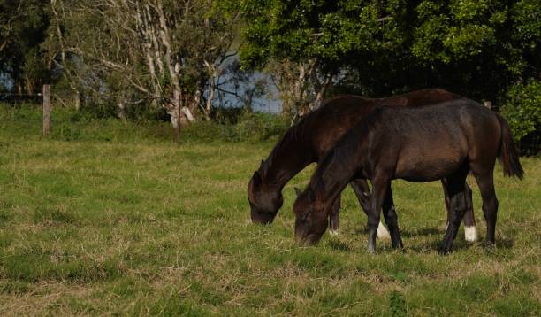 istock Brown horses grazing in a green field 1439321754