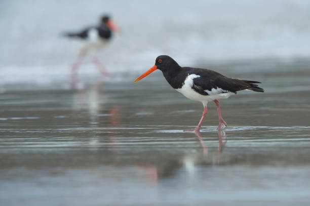 istock Eurasian Oystercatcher 1439321851