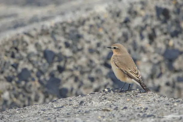 Northern Wheatear (Oenanthe oenanthe) female perched on a pier in a harbour