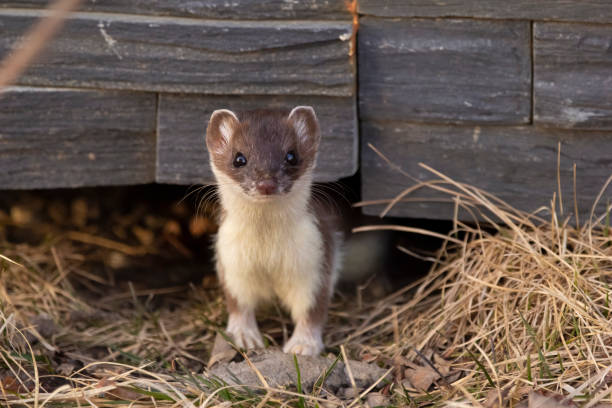 istock Least weasel is alert and looking from the hole under the house. 1439322168