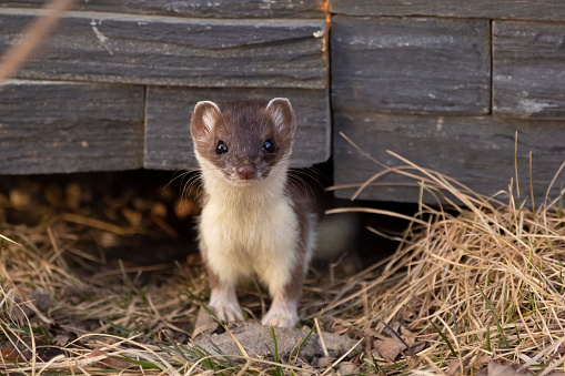 Cute little Least weasel is peaking out from under the house deck in brown grass in the back yard in autumn.