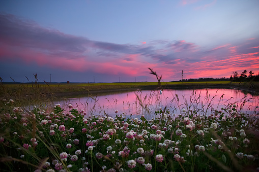 Colorful pink and purple sunset over blooming white clower with green foliage and with the reflection on the waters of dugout in prairies.