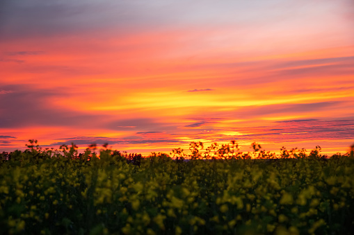 Colorful orange and purple sunrise over the blooming canola or rapeseed field in prairies.