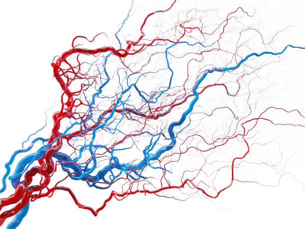 système vasculaire - vaisseaux sanguins sur blanc - illustration médicale photo d’archives - veine humaine photos et images de collection