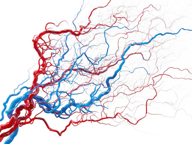 血管系 – 白地に血管 – 医療イラストのストック写真 - 血管 ストックフォトと画像