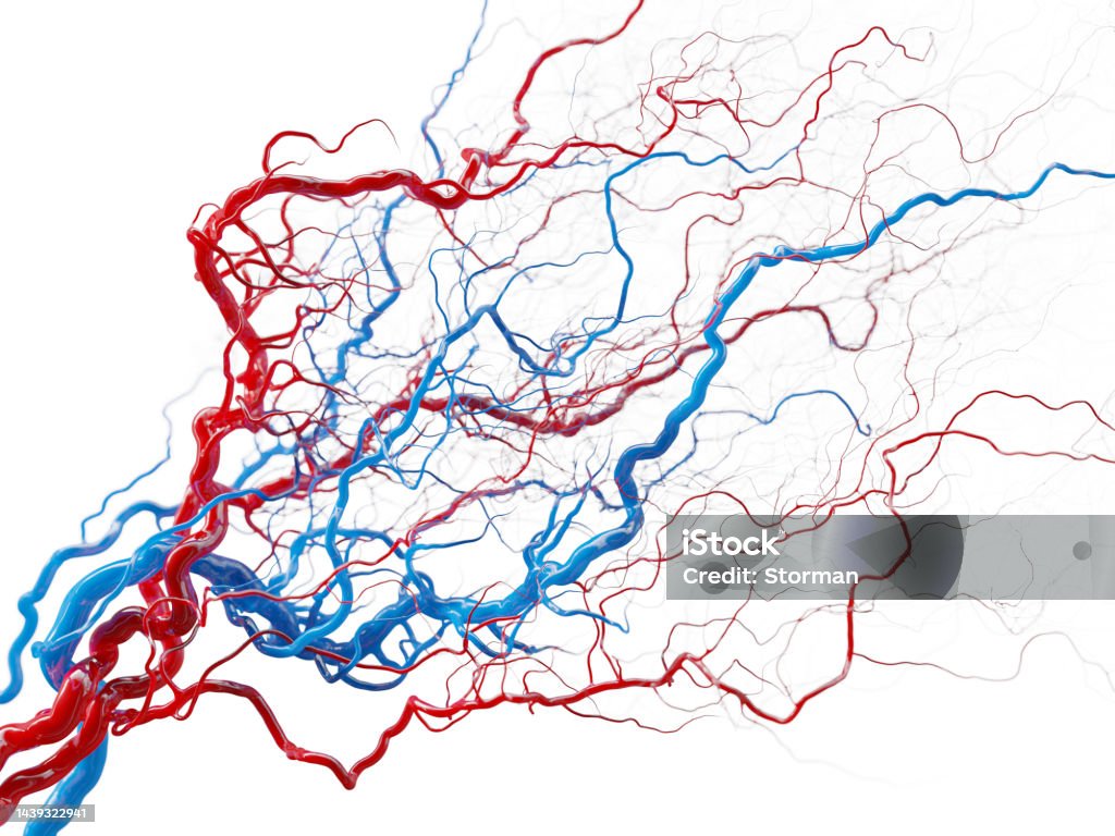 Vascular system - blood vessels on white - medical illustration stock photo royalty free stock image, an artistic medical illustration of the vascular system (circulatory system) on white background - high quality 3D render of blood vessels, veins and arteries full of blood Blood Vessel Stock Photo
