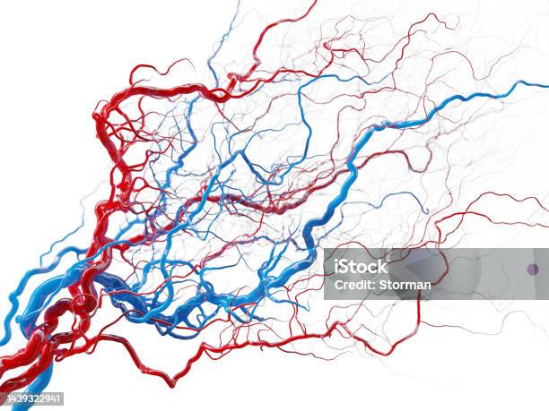 Vascular System Blood Vessels On White Medical Illustration Stock Photo Stock Photo - Download Image Now