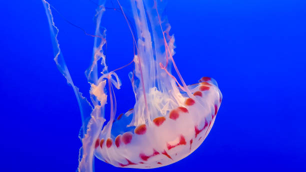 istock Jellyfish swimming in aquarium, illuminated with blue light 1439322959
