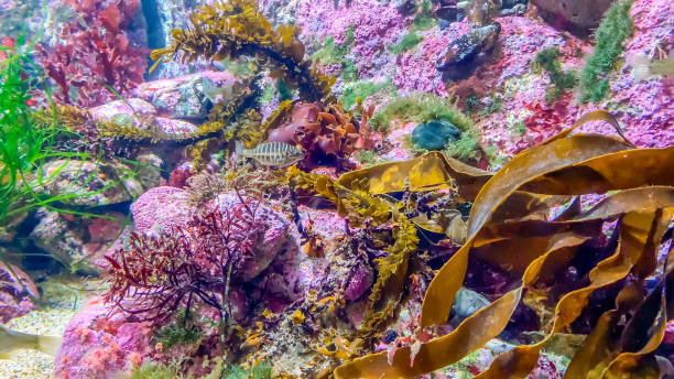 istock Coral reef aquarium with small  fishes 1439323006