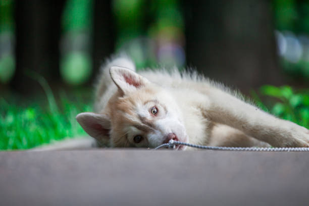 istock Siberian Husky puppy in the park 1439327143