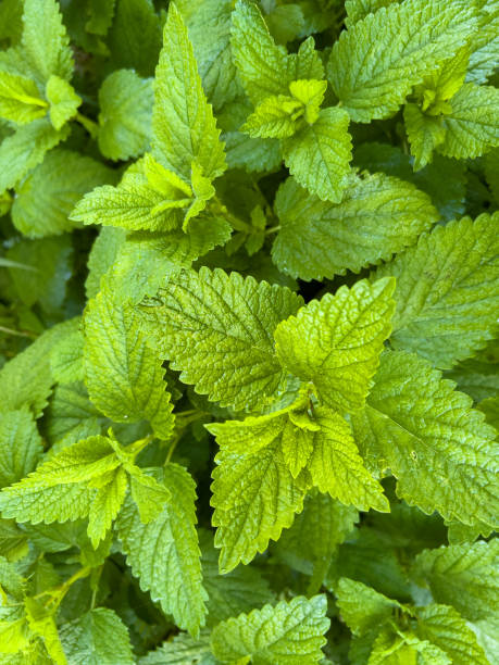 Lemon Balm Plant