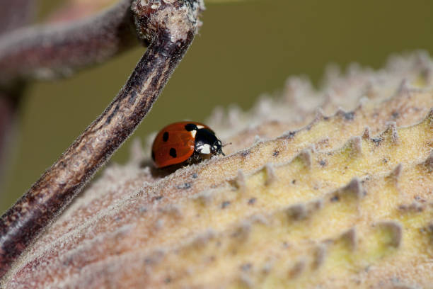 istock Close up of a lady bug on a milkweed pod 1439328893