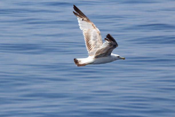 istock Seagull in flight over the Adriatic Sea 1439330155