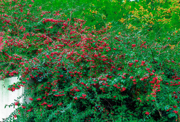istock the big bush of the red cotoneaster 1439330509