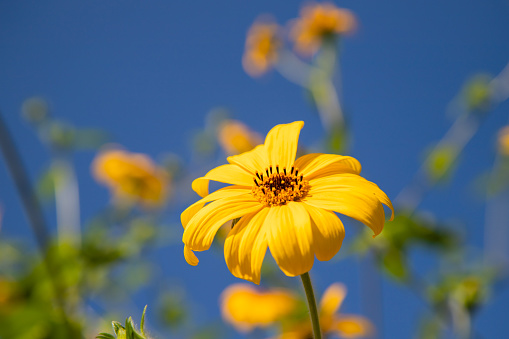 Yellow wild flowers with bright blue sky background