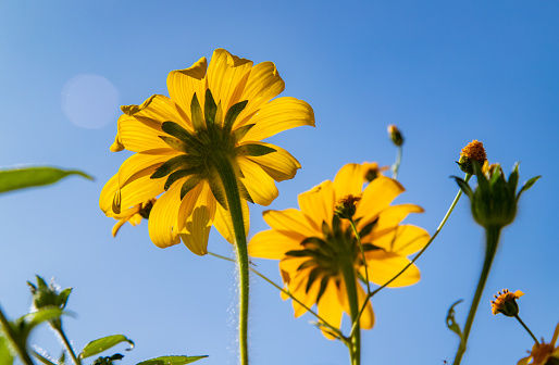 Yellow wild flowers from underneath, with bright blue sky background