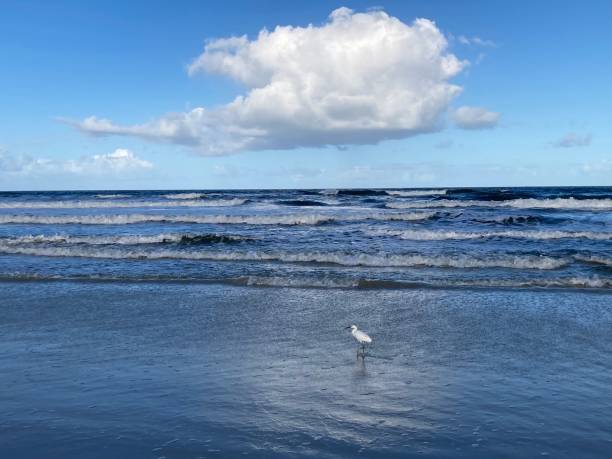 istock A white seabird stands on blue sand beneath a large white cloud 1439332621