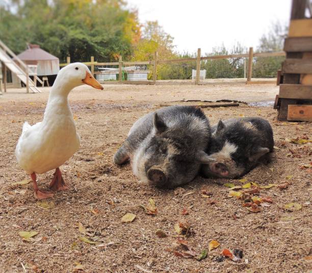 A white duck and two gray pigs in a barn yard