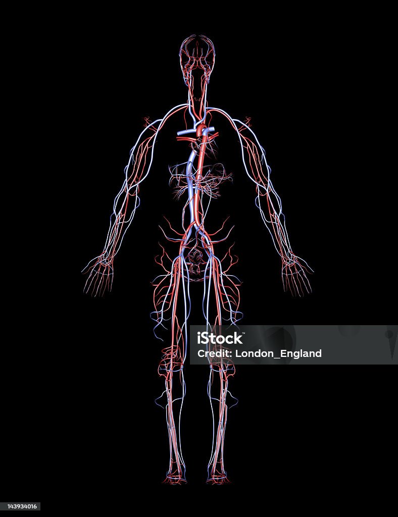 Ludzka tętnic i żył - Zbiór zdjęć royalty-free (Anatomia człowieka)