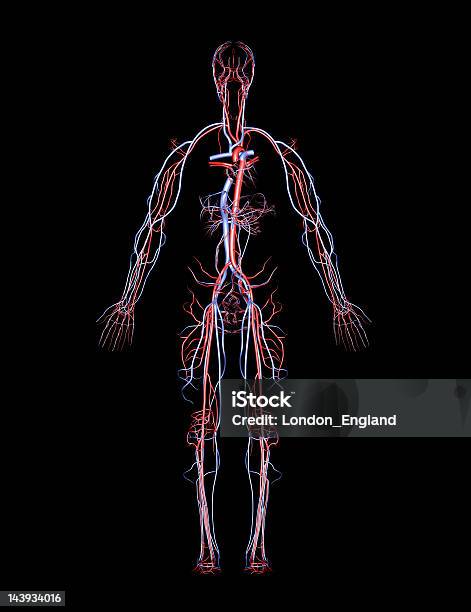 Ludzka Tętnic I Żył - zdjęcia stockowe i więcej obrazów Anatomia człowieka - Anatomia człowieka, Badanie lekarskie, Badanie pulsu