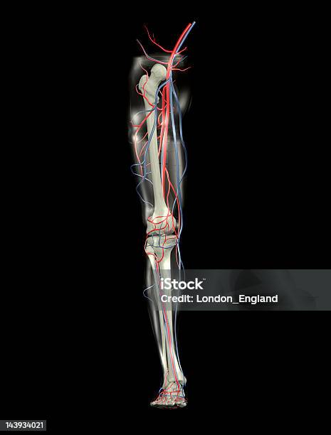 Foto de Perna Ossos Vias E Nervuras e mais fotos de stock de Anatomia - Anatomia, Articulação Humana - Termo anatômico, Articulação humana