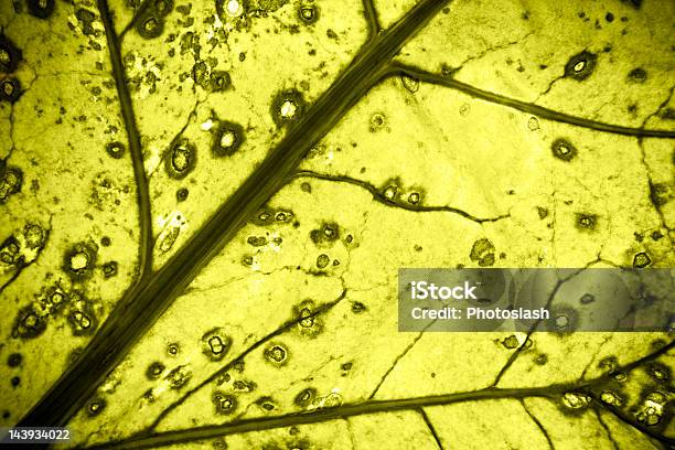 Fantástico Textura De Folha - Fotografias de stock e mais imagens de Abstrato - Abstrato, Abundância, Amarelo