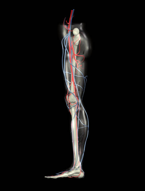 Perna ossos, vias e nervuras (XXL - foto de acervo