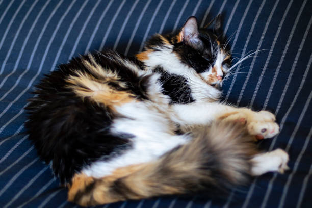istock Domestic cat close-up 1439345028