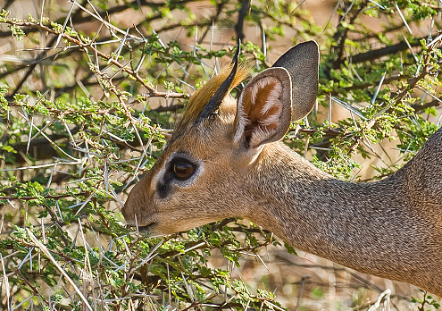 Kirk's dik-dik (Madoqua kirkii) is a small antelope found in eastern and southwestern Africa. Samburu National Reserve, Kenya.