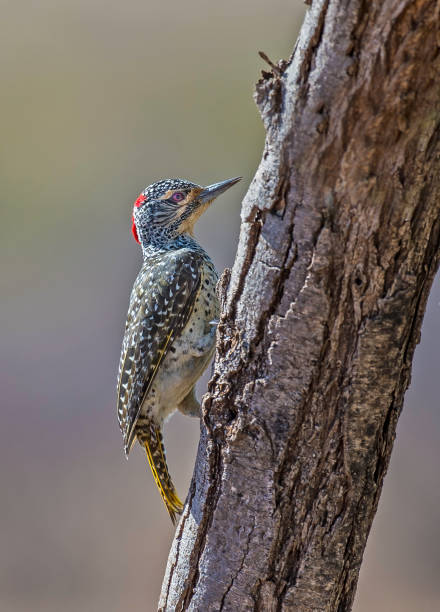 The Nubian woodpecker (Campethera nubica) is a species of bird in the Picidae family. Samburu National Reserve, Kenya stock photo