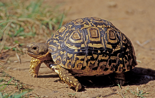The leopard tortoise (Stigmochelys pardalis) is a large and attractively marked tortoise found in the savannas of eastern and southern Africa. Samburu National Reserve, Kenya.