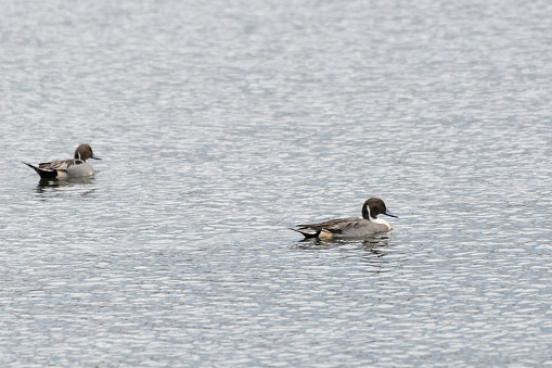 Two pintails swimming on sea
