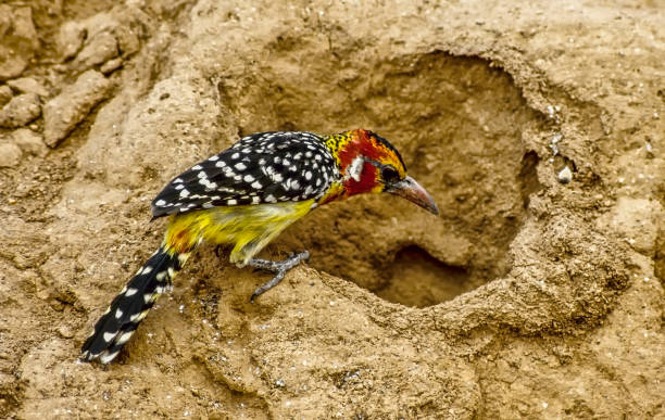 The Red-and-yellow Barbet (Trachyphonus erythrocephalus) is a species of African barbet found in eastern Africa. Males have distinctive black (spotted white), red, and yellow plumage; females and juveniles are similar, but less brightly colored. Samburu National Reserve, Kenya. el barbudo rojo y amarillo (trachyphonus erythrocephalus) es una especie de barbudo africano que se encuentra en el este de África. los machos tienen un plumaje distintivo negro (blanco manchado), rojo y amarillo. reserva nacional samburu, kenia.