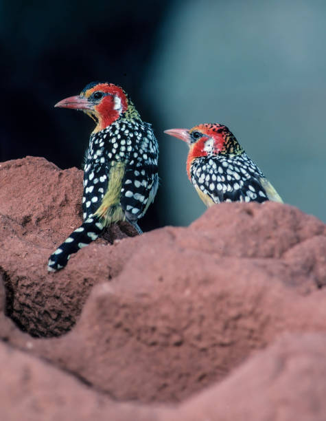 The Red-and-yellow Barbet (Trachyphonus erythrocephalus) is a species of African barbet found in eastern Africa. Males have distinctive black (spotted white), red, and yellow plumage; females and juveniles are similar, but less brightly colored. Samburu National Reserve, Kenya. el barbudo rojo y amarillo (trachyphonus erythrocephalus) es una especie de barbudo africano que se encuentra en el este de África. los machos tienen un plumaje distintivo negro (blanco manchado), rojo y amarillo. reserva nacional samburu, kenia.