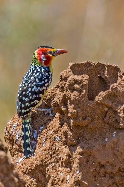 The Red-and-yellow Barbet (Trachyphonus erythrocephalus) is a species of African barbet found in eastern Africa. Males have distinctive black (spotted white), red, and yellow plumage.  Samburu National Park, Kenya. The Red-and-yellow Barbet (Trachyphonus erythrocephalus) is a species of African barbet found in eastern Africa. Males have distinctive black (spotted white), red, and yellow plumage; females and juveniles are similar, but less brightly colored. Samburu National Reserve, Kenya. red and yellow barbet barbet bird kenya stock pictures, royalty-free photos & images