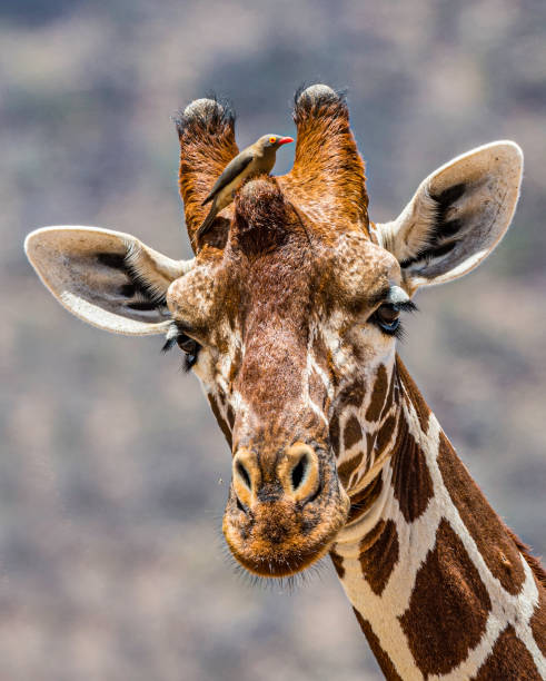 The reticulated giraffe (Giraffa camelopardalis reticulata), also known as the Somali giraffe. Samburu National Reserve, Kenya. stock photo