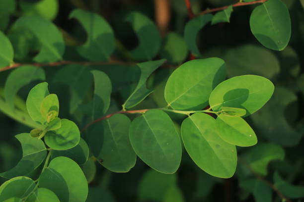 istock Breynia retusa plant in selective focus 1439347902