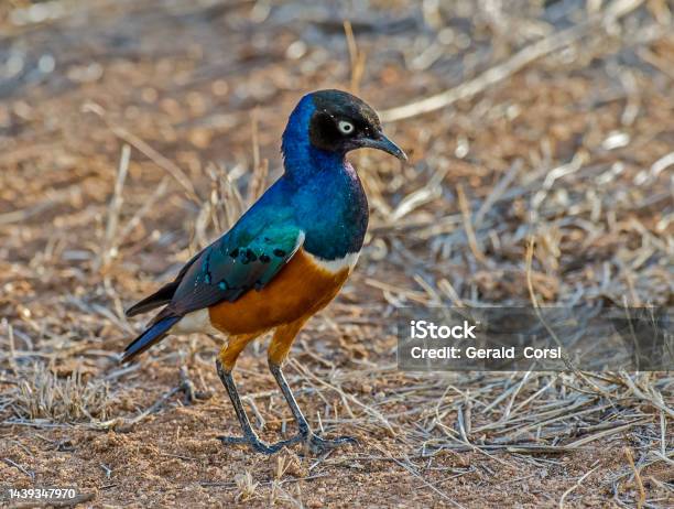 The Superb Starling Lamprotornis Superbus Is A Member Of The Starling Family Of Birds Ol Pejeta Conservancy Kenya Stock Photo - Download Image Now