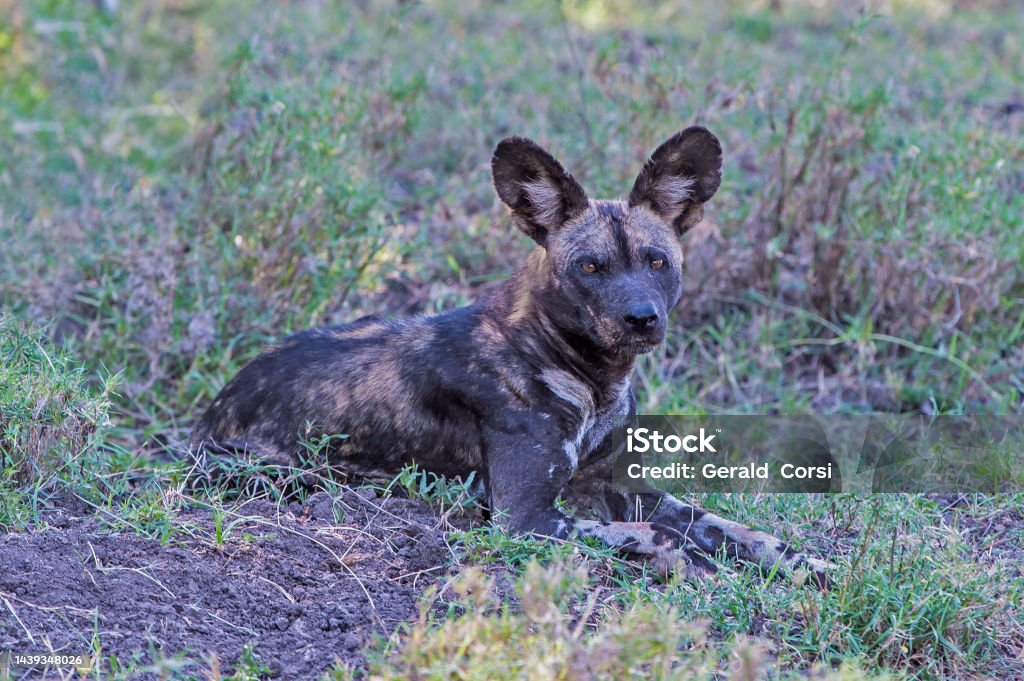 The wild dog, Lycaon pictus,  is a canid native to Sub-Saharan Africa. Ol Pejeta Conservancy, Kenya. African Wild Dog Stock Photo