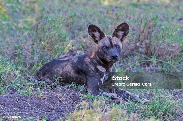 The Wild Dog Lycaon Pictus Is A Canid Native To Subsaharan Africa Ol Pejeta Conservancy Kenya Stock Photo - Download Image Now